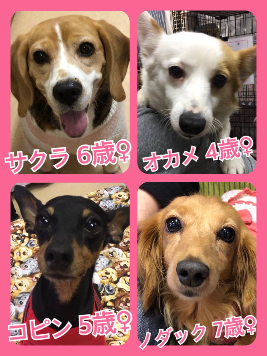 🐾今日の里親様募集中ワンコ🐶メンバーです🐾2019,12,7